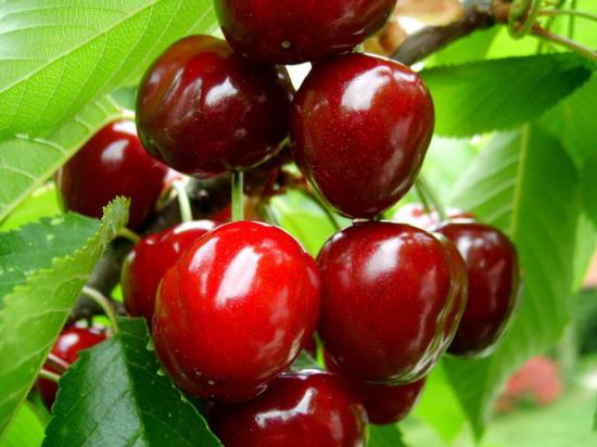 cherry-fruit.jpg