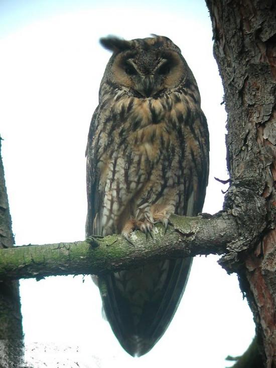 hibou site.jpg