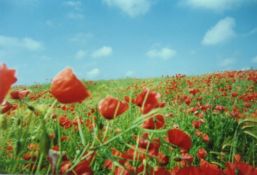 coquelicots  juin94.JPG