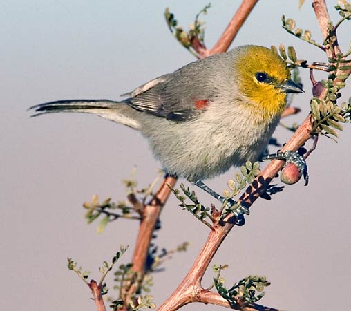 Verdin-bird.jpg