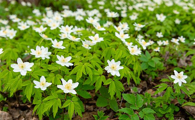 Anemone nemorosa 175508