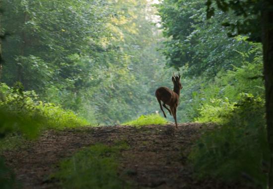 biche2-1.jpg