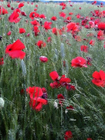 coqielicots.jpg