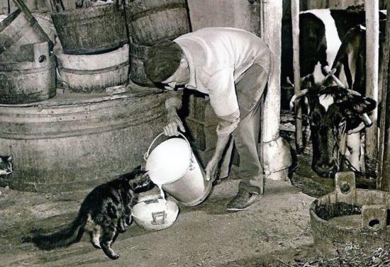 du-lait-pour-les-chats.jpg