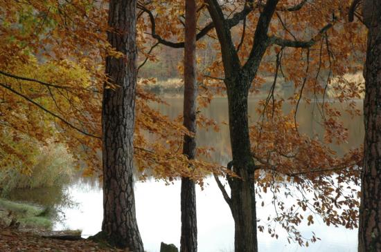 etang-de-troncais.jpg