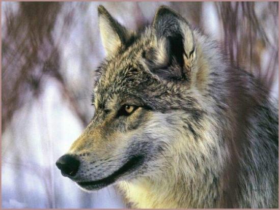 loup_0392.jpg