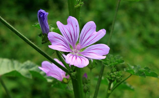 Malva sylvestris 184322